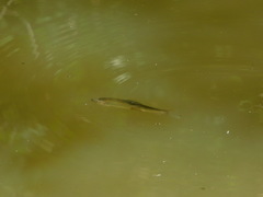 Catostomus