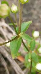 Swertia macrosperma
