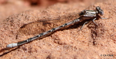 Argia vivida