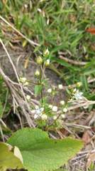Swertia macrosperma