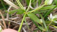 Swertia macrosperma