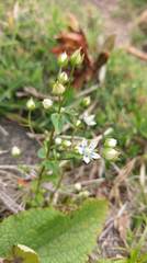 Swertia macrosperma