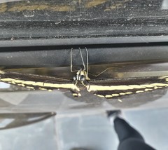 Heraclides thoas brasiliensis