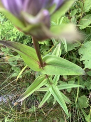 Gentiana rubricaulis