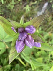 Gentiana rubricaulis