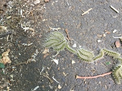 Thaumetopoea processionea