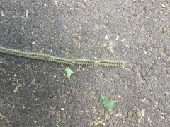 Thaumetopoea processionea