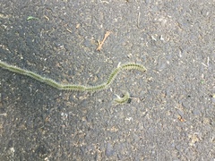 Thaumetopoea processionea