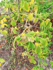 Amphipterygium glaucum