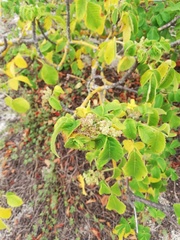 Amphipterygium glaucum