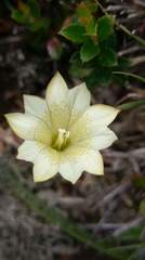 Gentiana scabrida