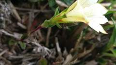 Gentiana scabrida