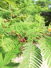 Dendryphantes zygoballoides