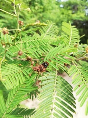 Dendryphantes zygoballoides