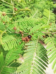 Dendryphantes zygoballoides