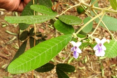 Vitex mollis