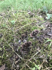 Thelephora multipartita