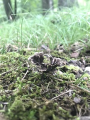 Thelephora multipartita