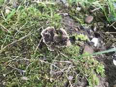 Thelephora multipartita