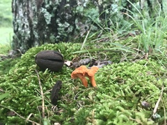Cantharellus corallinus
