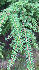 Tsuga heterophylla