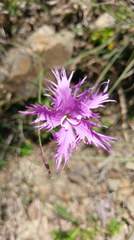 Dianthus pygmaeus