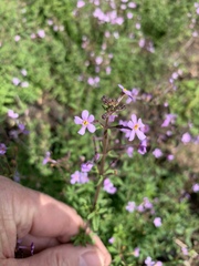 Chaenostoma hispidum