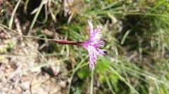 Dianthus pygmaeus
