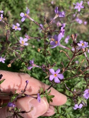 Chaenostoma hispidum