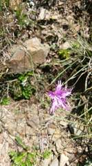 Dianthus pygmaeus