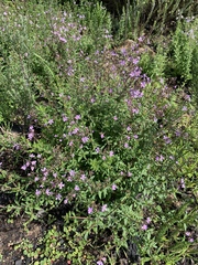 Chaenostoma hispidum