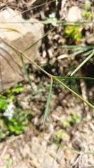Dianthus pygmaeus