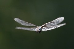 Rhionaeschna multicolor