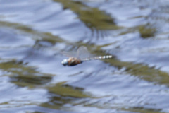 Rhionaeschna multicolor