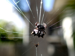 Gasteracantha sacerdotalis