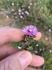 Lampranthus leptaleon