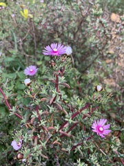 Lampranthus leptaleon
