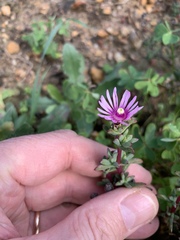Lampranthus leptaleon