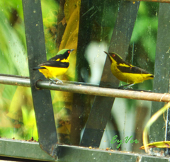 Dacnis flaviventer