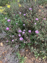 Lampranthus leptaleon