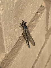 Argia immunda