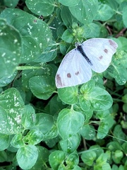 Pieris rapae