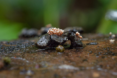 Cordierites coralloides