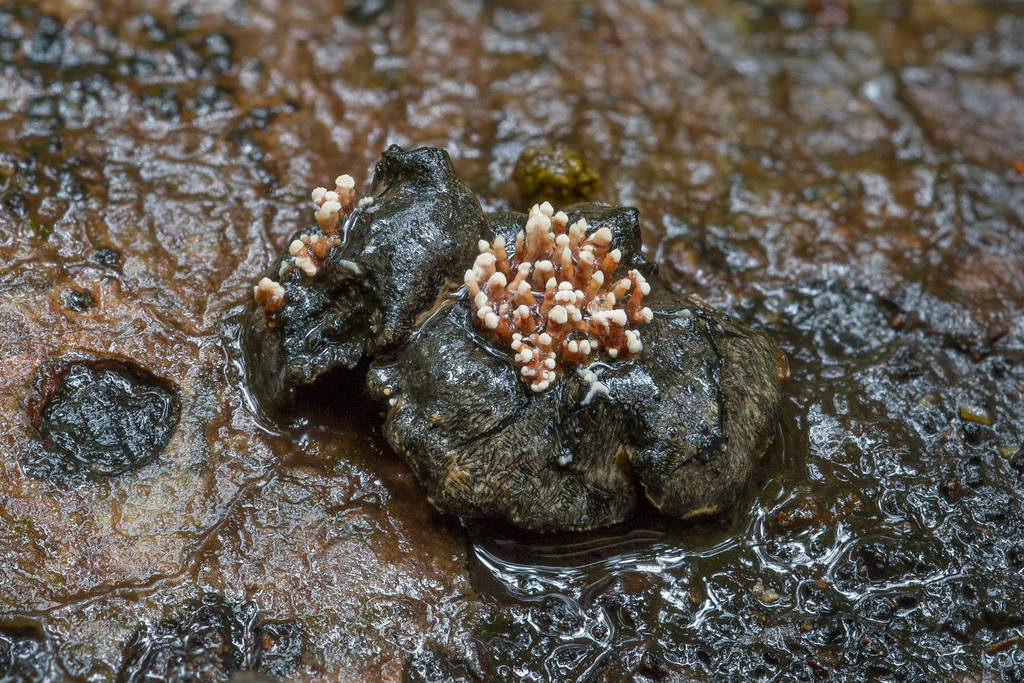 Cordierites coralloides