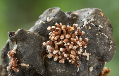 Cordierites coralloides