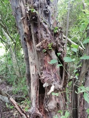 Condamineeae