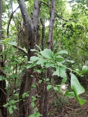 Condamineeae