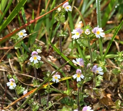 Euphrasia minima
