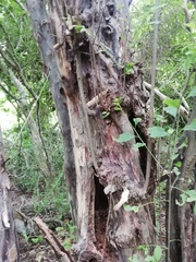 Condamineeae