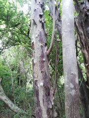 Condamineeae